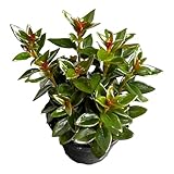 Black Goldfish Plant, adoarable Live Indoor Plant, 4 inch Pot - Hopewind Plants Shop