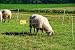 horizont Malla eléctrica para ovejas y Animales domésticos │ altura 90cm -...