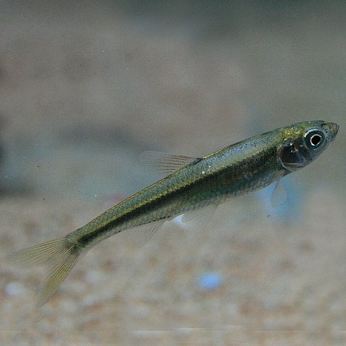 (日淡)オイカワ （約6cm）＜1匹＞[生体]