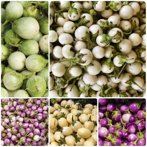 auberginensamen balkon - bio indoor garden, alte sorten exotische 50pcs