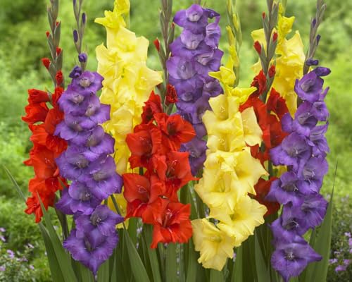 4 Gladiolus Bulbs, Mixed Colors - Sword Lily, Easy to Grow Perennial