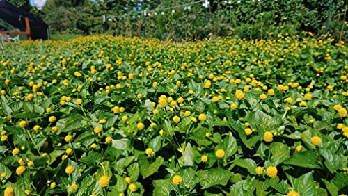 Buzz Button Edible Flowers 1/2 Onza Natural miniatura 6
