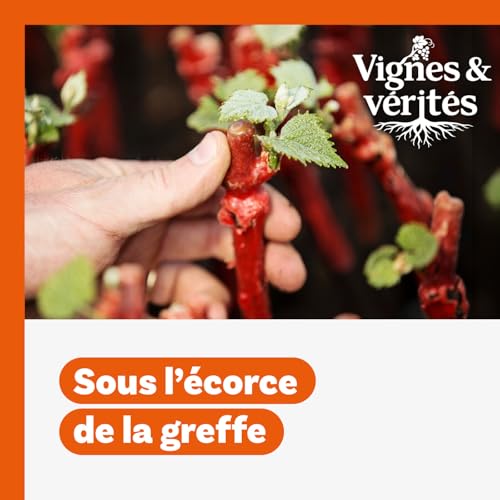 VIGNES & V&Eacute;RIT&Eacute;S. Sous l&rsquo;&eacute;corce de la greffe : les secrets de la durabilit&eacute;