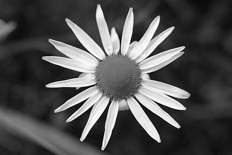 Amazon Co Jp デイジーの壁紙 花の壁紙 白黒の キャンバス ステッカー 印刷 壁紙ポスター はがせるシール式 写真 特大 絵画 壁飾り105cmx70cm Diy 工具 ガーデン