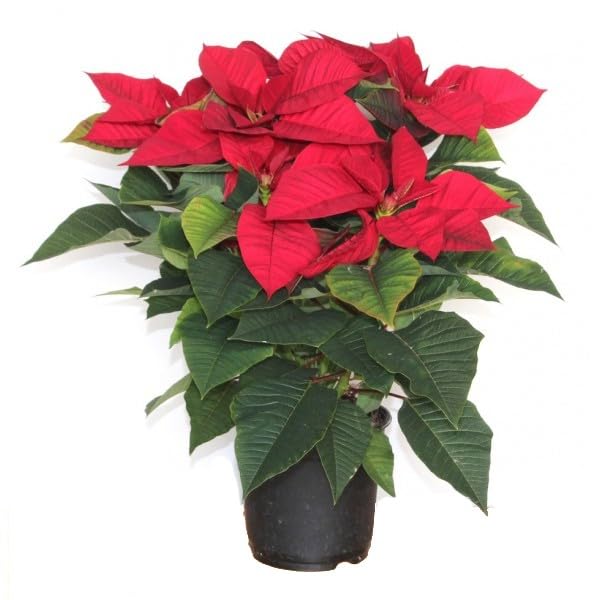 Planta de Pascua Poinsettia Flor de Pascua Viva Flores Rojas