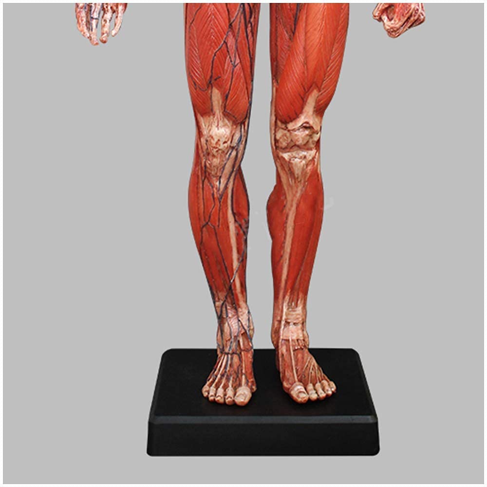 Modele medyczne, figura anatomii człowieka, materiał żywiczny męski model anatomii mięśniowo-szkieletowej ludzki anatomiczny model kości mięśniowej, do nauki rysowania artysty