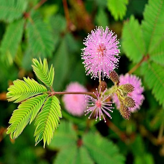 Chuimui Live Flower Plant -Touch Me Not Decorative plant Mimosa Pudica Sensitive Outdoor Plant With pot (pack of 1)-image-22