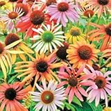 Mixed Coneflower Certified 40 Seeds #1998 Item UPC#636134973318