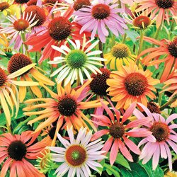 Mixed Coneflower Certified 40 Seeds #1998 Item UPC#636134973318