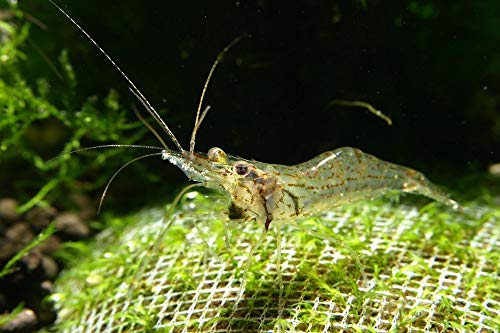 Macrobrachium peguense -Inlesee Burma (DNZ) (Planarienfresser), 10 Stück