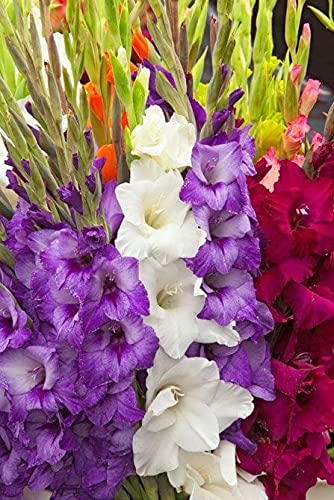 Radha Krishna Agriculture Imported Variety Gladiolus, Sword Lilly Flower bulbs Hybrid mix Color For Home Gardening pack of 15 flower bulbs (B095J46T9W) Amazon Price History, Amazon Price Tracker