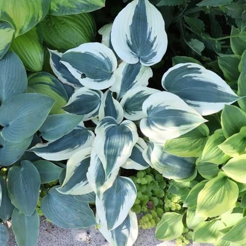 semi di hosta resistenti - perenni giardino balcone 200pcs