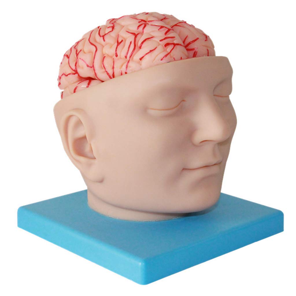 Anatomisches Gehirnmodell – Abnehmbares menschliches Gehirn-Anatomie-Modell für medizinische Lehrhilfe, digitales Design, Laborausrüstung, pädagogisches Werkzeug für Training