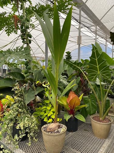 Green Malayan Coconut Palm Tree - Tropical Cocos Nucifera, Low Maintenance Live Exotic Palm for...