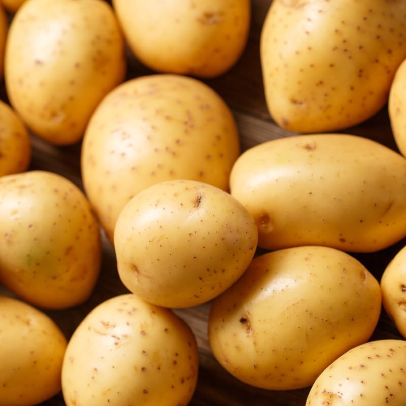Yukon Gold Seed Potatoes for Planting Outdoors 2 Lbs Non GMO High Yield Potato Seeds Ready to Plant
