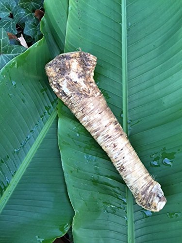 2 Lb. Horseradish Root. Great for Planting! Enjoy All Its Health Benefits! Sold By Weight, so You May Receive One Large Root, or Several Small Ones, Depending on Harvest. NON GMO, Gluten Free - Thumbnail 2