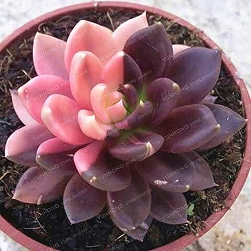 MAPPLEGREEN Real Rare Succulent Bonsai Perennial Angiosperm Plants Flower Bonsai Pseudotruncatella Living Stone Lithops Bonsai 100 Pcs/Bag 2