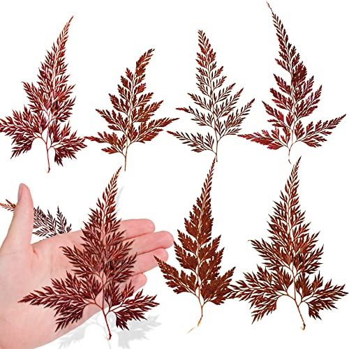 Hojas de helecho secas prensadas naturales, 42 piezas miniatura 1