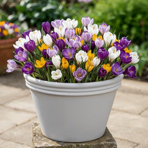 Riesen Krokusse Zwiebeln Winterhart Mehrjährig - 50 Blumenzwiebeln – Ansicht 4
