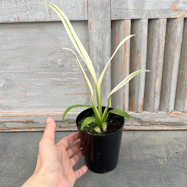 Amazon｜エピプレムヌム：アンプリッシマム シルバーバリエガータ 3号