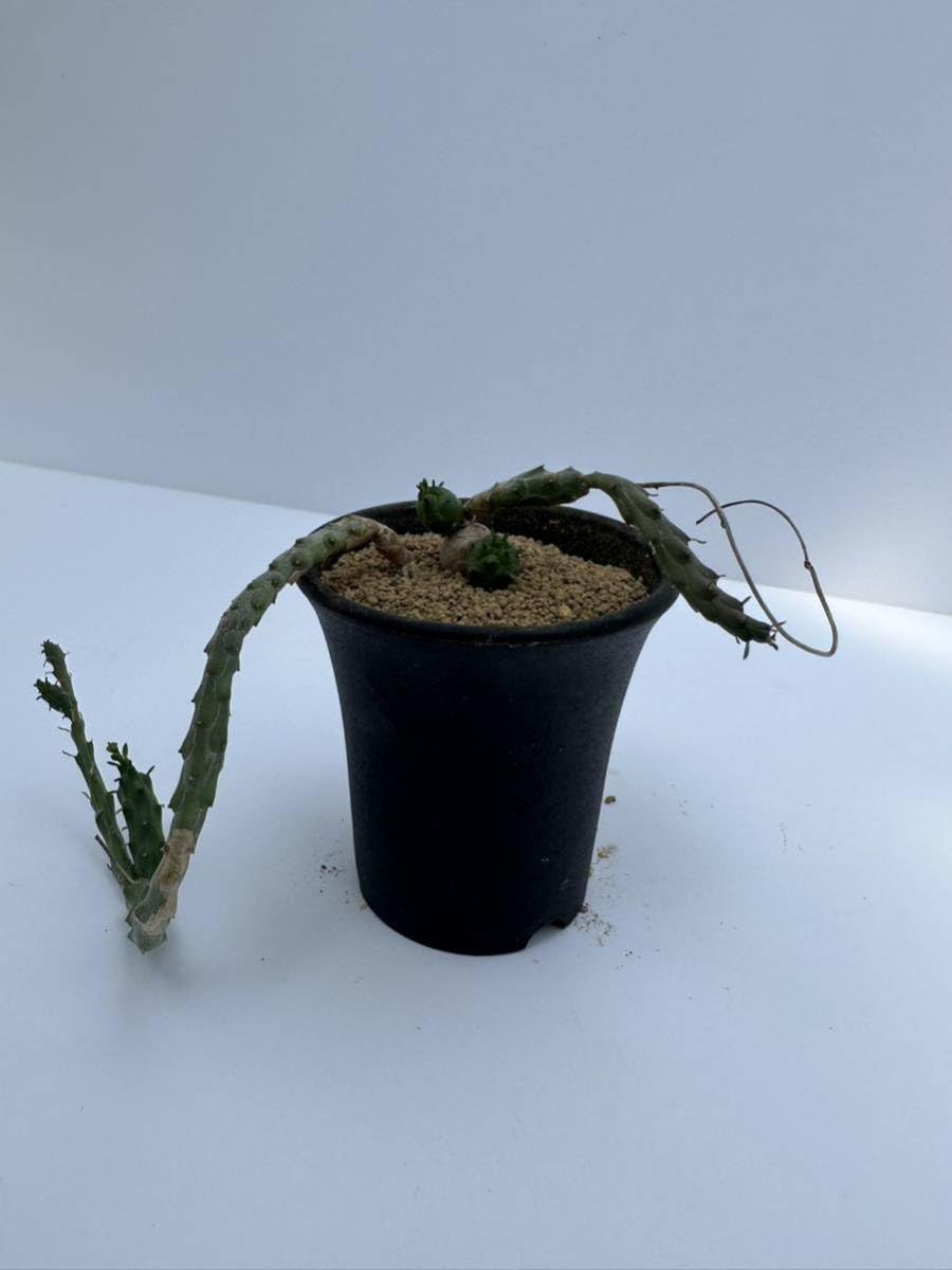 Amazon.co.jp: ユーフォルビア グロボーサ 玉鱗宝 Euphorbia