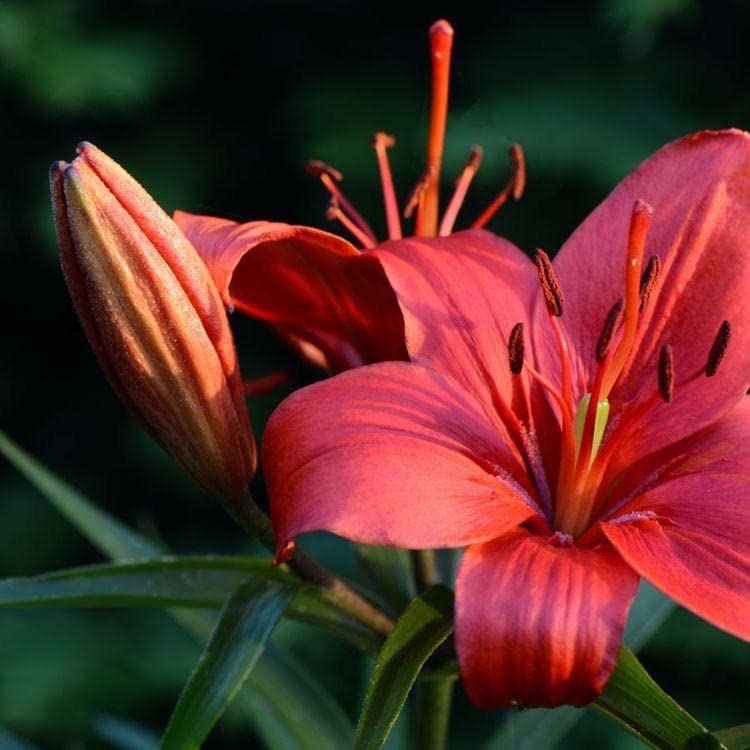 Oakwood Farms  Oriental Lily/Lilium Flower Bulbs | classic lilies