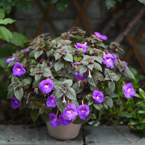 Achimenes Seeds, Resilient Growth Habit, Warm Climate Gardens, Indoor Greenhouse plantings 400pcs