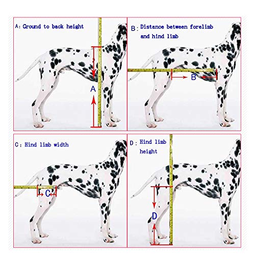 Silla de ruedas para perros: el vehículo de ejercicio que le devolverá las ganas de correr 5