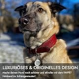 FAVPET Luxus Echtleder Halsband Hund Breit mit QR Code Anhänger, Gepolstertes Hundehalsband Leder Breit, Breites Lederhalsband Hund, Breite Hunde Halsbänder, Welpenhalsbänder Leder (Schwarz, M)