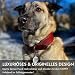 FAVPET Luxus Echtleder Halsband Hund Breit mit QR Code Anhänger, Gepolstertes Hundehalsband Leder Breit, Breites Lederhalsband Hund, Breite Hunde Halsbänder, Welpenhalsbänder Leder (Schwarz, M)