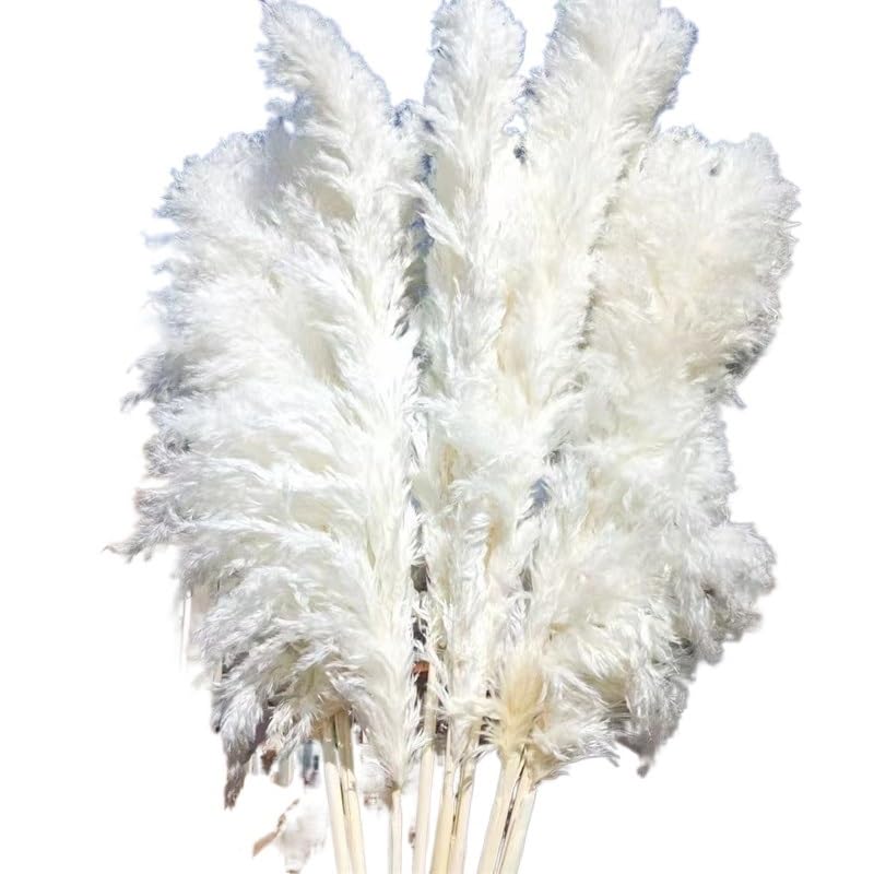 Pampas Grass Boho Decor, Pack de 10 Pampas Secas 120cm miniatura 1