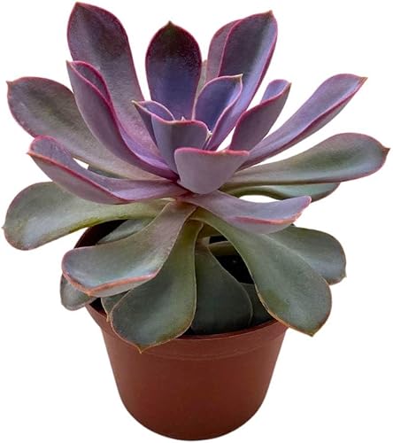 BubbleBlooms Echeveria Purple Pearl en una maceta de 3 pulgadas