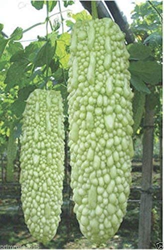 ®PUSA-F1 Hybrid Bitter Gourd" Priyanka" Kerala Variety Vegetable Seeds-90 SEEDS-O9A44-GPT-63 (B0CJ85Q2QD) Amazon Price History, Amazon Price Tracker
