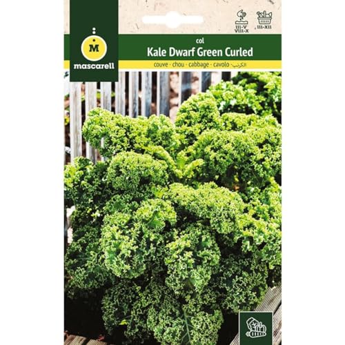 Mascarell Semillas, COL, Semillas Huerto, COL KALE DWARF GREEN CURLED, Crea tu Propio Huerto Urbano y Cultivo en Casa, Plantas Hortícolas, 6 Gramos