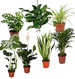 Pflanze Plus | 7er Pflanzenset “EasyCare” | Ø 30–60 cm | Monstera, Bogenhanf, Efeutute, Grünlilie, Affenblatt, Goldfruchtpalme, Spathiphyllum | Pflegeleichte Zimmerpflanzen Für Wohnung & Büro