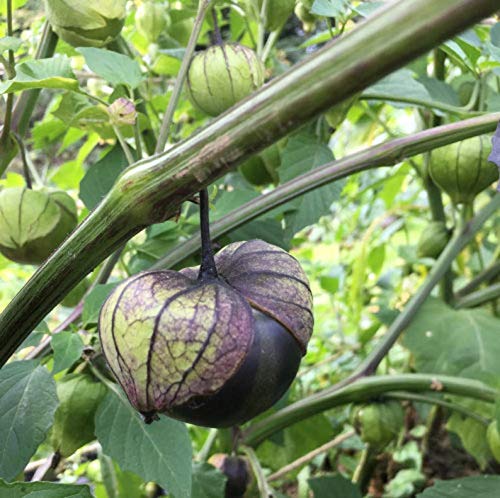 RubyShop724 30S-e-e-ds Milpero Purple Tomatillo S-e-e-ds, Physalis philadelphica Jamberry Husk Tomat\'o
