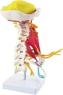 Learning Props Human Cervical Spine Model, Cervical Spine Muscle and Nerve Anatomy Spine Bone Model, 1: 1 Scale for Research Display Teaching Training