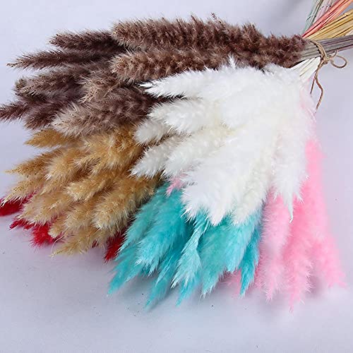 Pampas Grass Large 15Pcs Flores Secas para Decoración miniatura 4