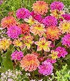 BALDUR Garten 3er Dahlien-Mix 'Pacific', Knollen in Größe I, Dahlia, berauschende Farbenpracht, lange Blütezeit im Beet & Kübel, mehrjährig, pflegeleicht, Schnittblume, Schmuck für Beet und Vase