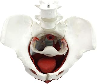 Female Pelvic Muscle with Reproductive Organ Model, Anatomical Model Suitable for Medical