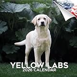 Labrador Retriever Calendar 2019, Yellow - Dog Breed Calendar - Wall Calendar 2018-2019