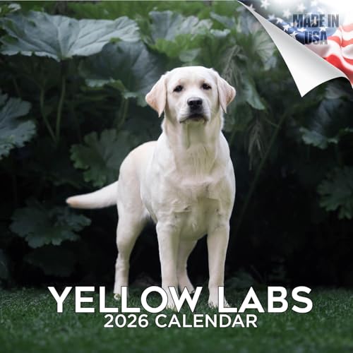 2025 2026 Labrador Yellow Calendar - Dog Breed Monthly Wall Calendar - 12
