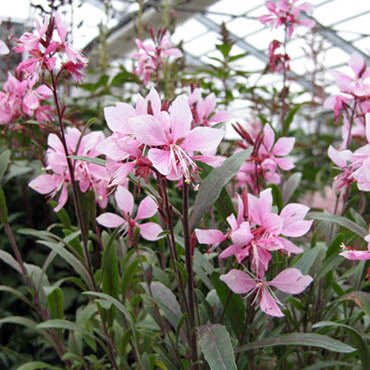 ガウラ　白鳥草　ピンク2白3 3.5寸ポットごと5個　育成苗　植物 ガウラ 白鳥草 ピンク2白3 3.5寸ポットごと5個 育成苗 植物