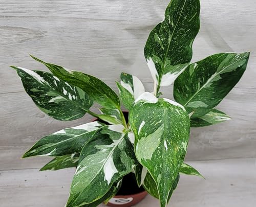 Philodendron White Princess Live Rare House Plant All Plants are ...