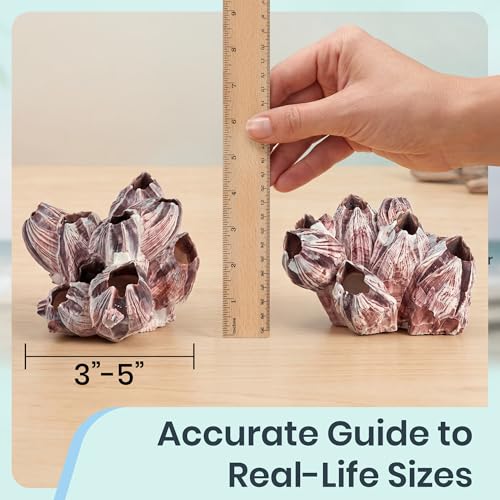 Image of Nautical Crush Trading Real Purple Barnacle Clusters (2 Pack 3-5in) for Saltwater Aquarium Decor, Natural Fish Tank Ornament, Coastal Home Decoration