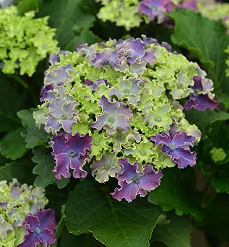 Bauernhortensie Curly Sparkle Blue Purple 30-40cm - Hydrangea macrophylla - lebende Gartenpflanze aus den Baumschulen