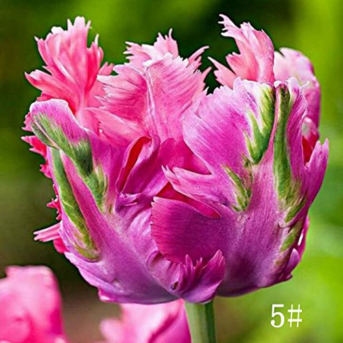 Kisshes Giardino-100 Pezzi Tulipano Bulbi Semi