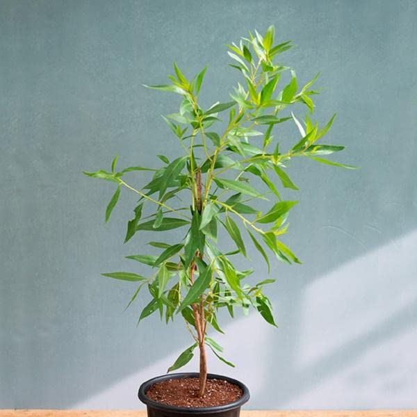 See full amazon price history chart for Mphmi NCR Live Plants Conocarpus erectus - Plant Mphmi NCR Live Plants Conocarpus erectus - Plant (B0CDGJLS9V) Amazon Price History, Amazon Price Tracker