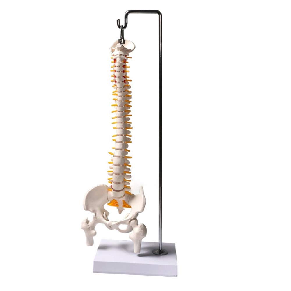 Modello Educativo Modello Flessibile Di Colonna Vertebrale Della Colonna Vertebrale Umana Con Bacino, Teste Del Femore, Disco Lombare, Osso Sacro Aperto, Modello Di Osso Occipitale, Ecc., 45 Cm/17,7"
