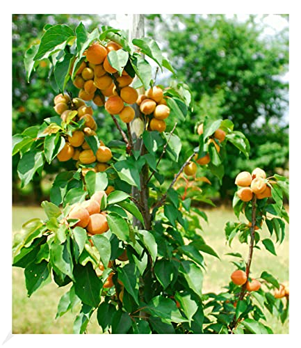 BALDUR Garten Säulen-Aprikose Armi Col®, 1 Pflanze, Aprikosenbaum Prunus armeniaca winterhart, platzsparende Säule für kleine Gärten, Balkone & Terrassen, blühend